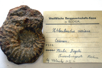 Zu sehen ist auf der linken Seite das versteinerte und mit Sand ausgefüllte Gehäuse eines gerippten Ammoniten. Rechts befindet sich ein Sammlungszettel mit den Daten zum Fossilfund.